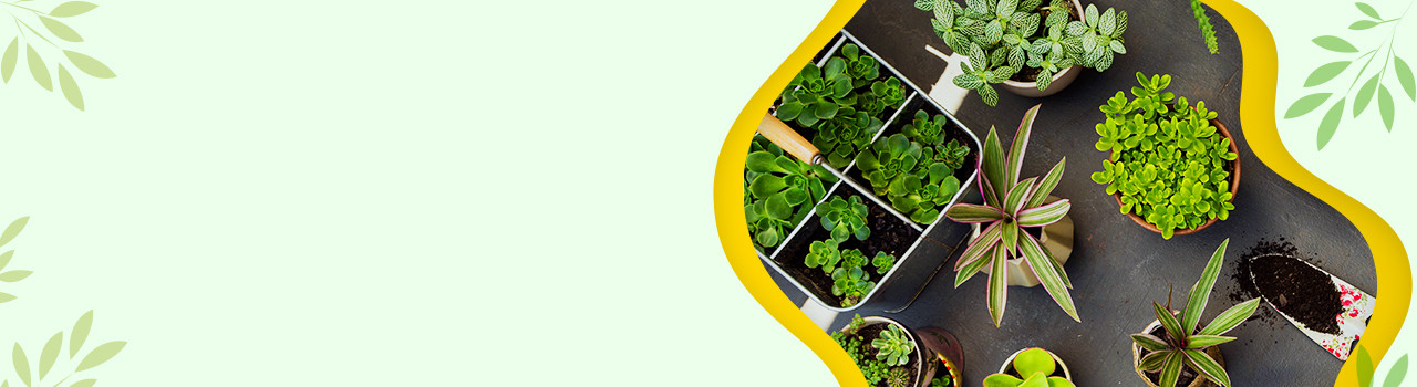 Ddondola Discount Day!